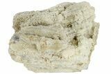 Polished, Agatized Fossil Coral - Florida #188158-1